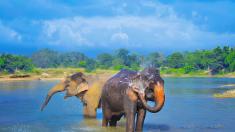 Národní park Čitvan: v podhůří nejvyšších hor světa chodí po Nepálu sloni