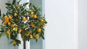 Pěstování citrusů není pro bábovky: Za důslednou péči se ale odvděčí barevnou krásou