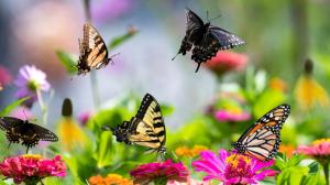 Máme návod, jak na zahradu nalákat motýly: Vysaďte komuli a připravte motýlí wellness