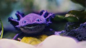 Bizarní domácí mazlíček: Pořiďte si axolotla. Usměvavého vodního dráčka