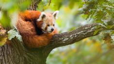 Tohle jsou nejlepší zoo v Evropě. Máme tipy na nejstarší, nejkrásnější i nejmalebnější zahrady, kde za půlden procestujete celý svět Tohle jsou nejlepší zoo v Evropě. Máme tipy na nejstarší, nejkrásnější i nejmalebnější zahrady, kde za půlden procestujete celý svět