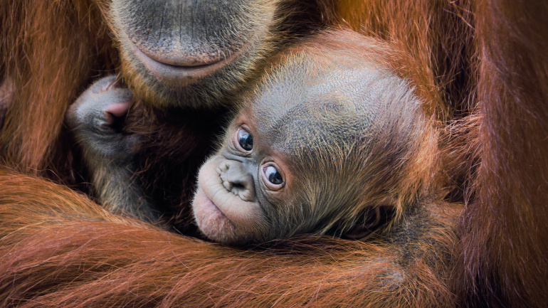 Zoo Praha, orangutan