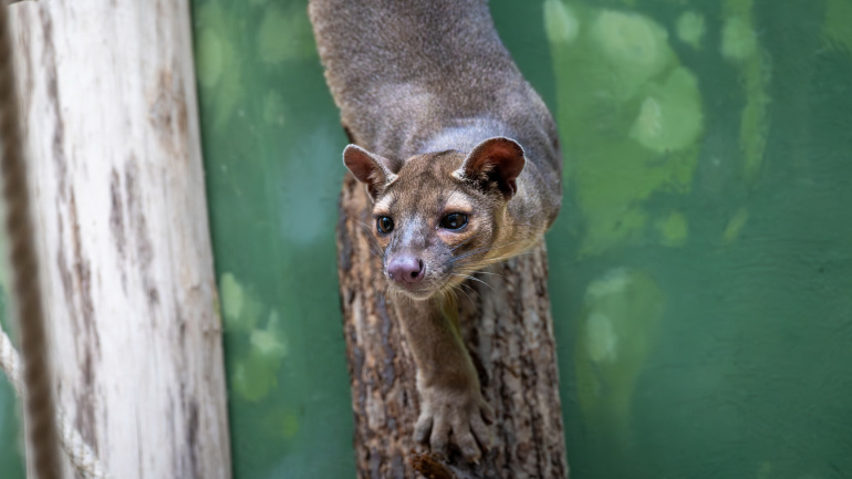 Zoo Praha, fosa