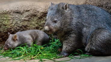 Zoo Praha, vombat