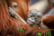 Zoo Praha