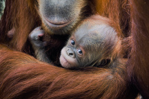 Zoo Praha, orangutan