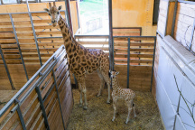 Zoo Praha, žirafa