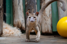 Zoo Praha, fosa