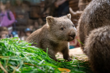 Zoo Praha, vombat