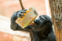 Zoo Praha, zmrzlina