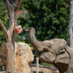 Zoo Praha, zmrzlina