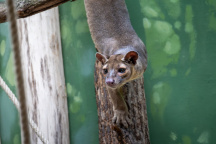 Zoo Praha, fosa