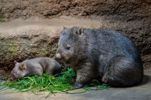 Zoo Praha, vombat