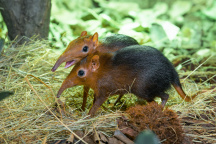 Zoo Praha, bércoun