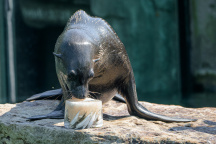 Zoo Praha, zmrzlina