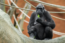 Zoo Praha