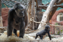 Zoo Praha, gorila