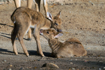 Zoo Praha