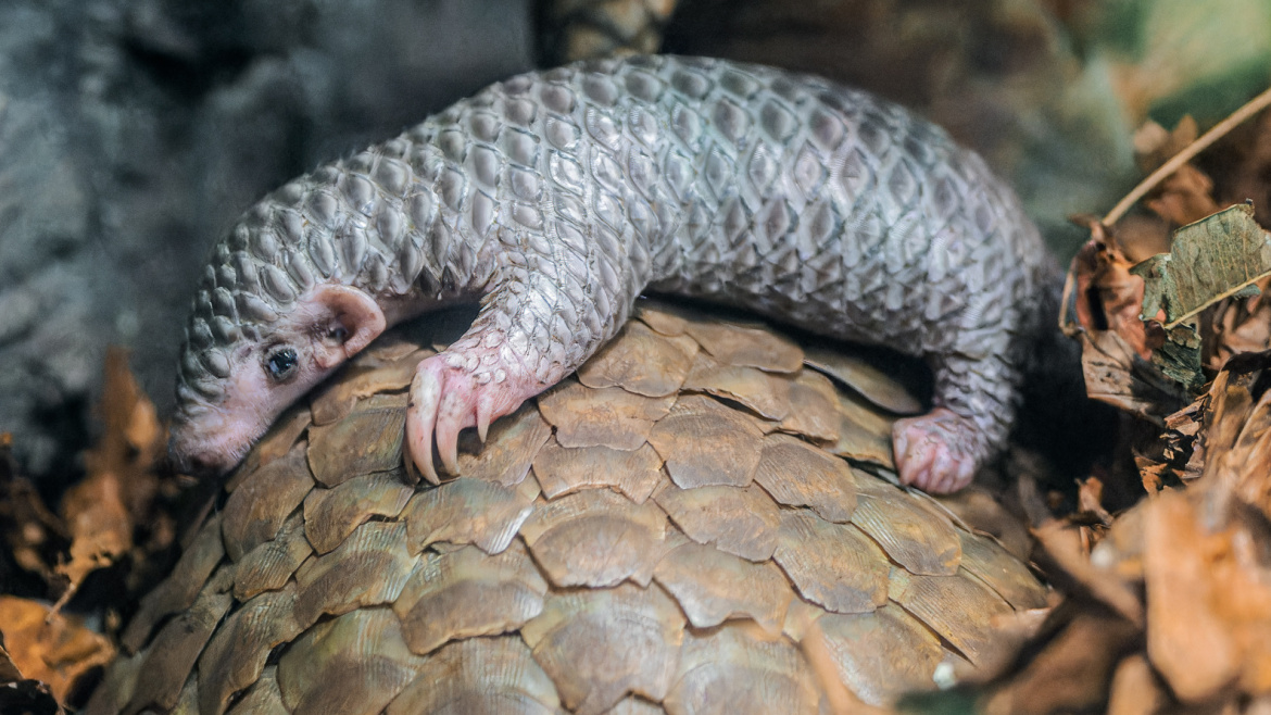 V Zoo Praha slavili. Luskouní slečna má své jméno