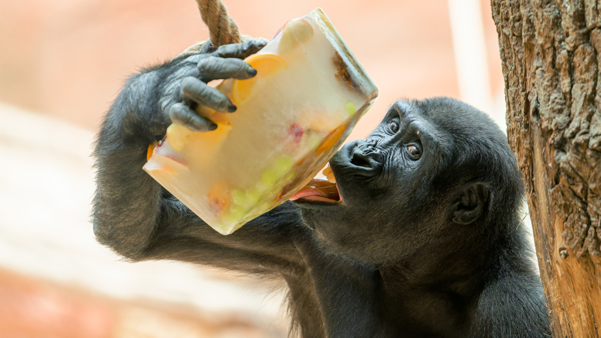 Zmrzlinový den v pražské zoo. Mlsat budou zvířata i návštěvníci 