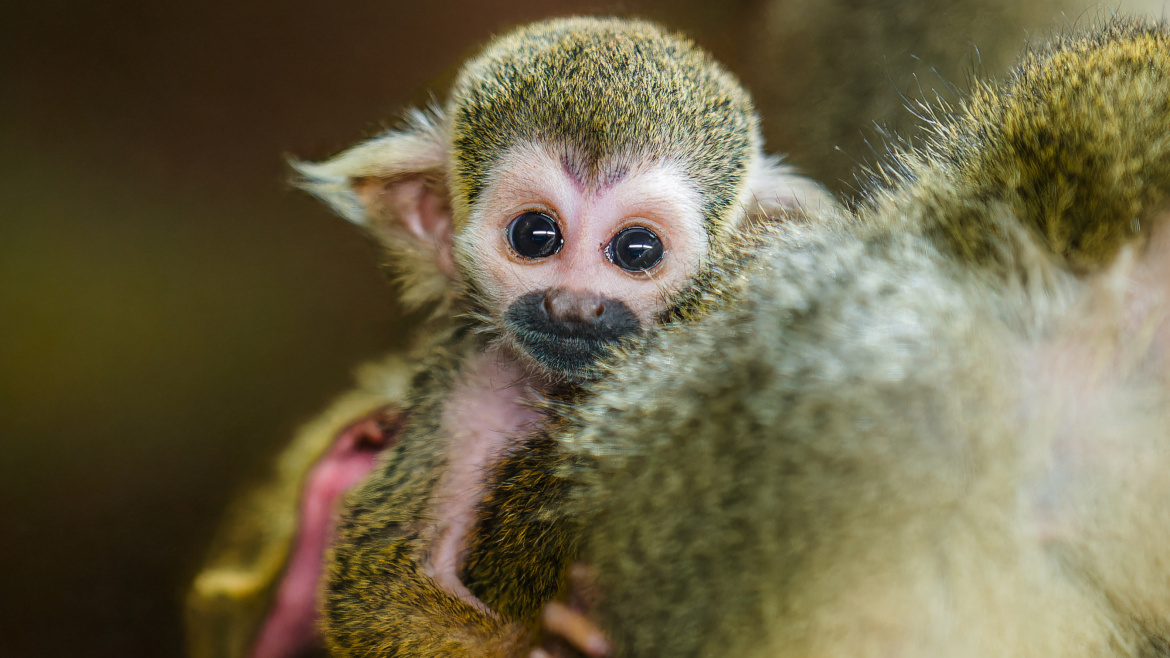 Tohoto mazlíka můžete vidět v pražské zoo. Babyboom pokračuje i na podzim